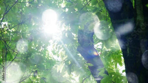 夏の太陽の暑く強い日差し　木々の葉から差し込むさわやかな木漏れ日の光とキラキラの輝く明るい丸ボケと光芒　アウトドア・季節・夏休み・日焼け・バカンス・旅行・洗濯のイメージ背景