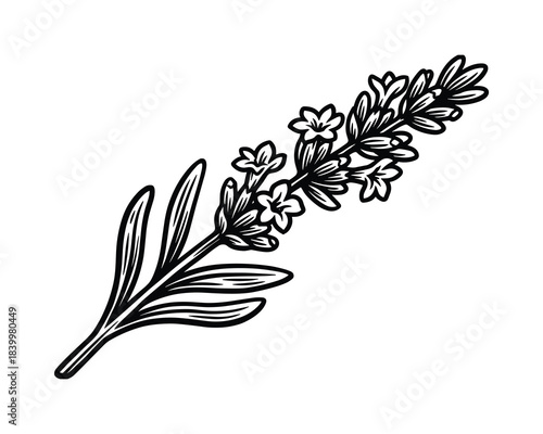 Lavender sprig illustration. Aromatic plant engraving. Floral element. Botanical drawing. Herbal design.
