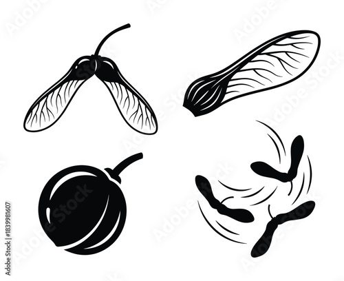 Maple seeds collection. Fruit in silhouette. Isolated natural botany elements.