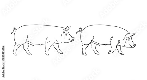 Simple Line Drawings of Two Pigs Side-by-Side, Representing Farm Animals in a Minimalist Style