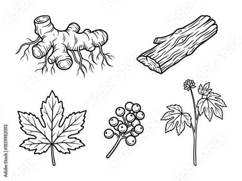 Medicinal plant elements. Ginger root, wood log, leaf, and berries. Natural herbal ingredients.