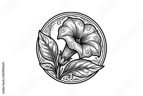 Morning glory flower and leaves in a circular ornamental design. Botanical etching. Floral illustration.