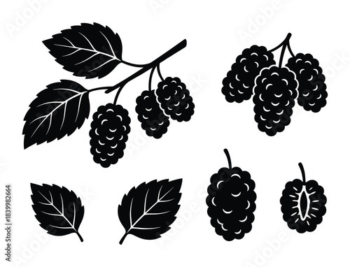 Mulberry set. Branch with berries and leaves. Isolated fresh fruit. Healthy organic food