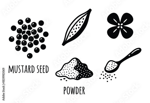 Mustard seed powder vector set depicting spices, dried seeds, flowering plant and spoon full of spice