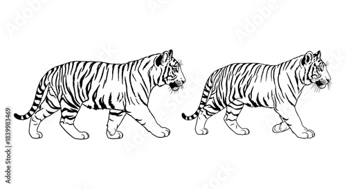 Illustration of two tigers walking side by side, depicting their powerful and graceful movements in monochrome