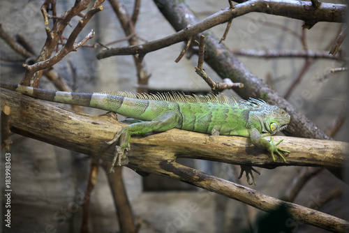Green iguana  portrait
