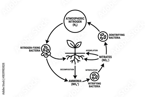 Nitrogen cycle diagram showing atmospheric nitrogen conversion by bacteria and plant assimilation