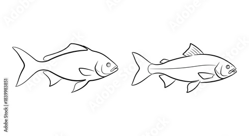 Two Line Drawing Illustrations of Fish on White Background
