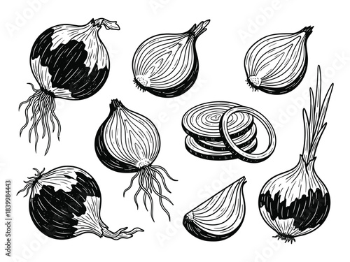 Onion bulbs and slices set. Hand drawn sketch style vegetables. Whole, half, and cut onions collection.
