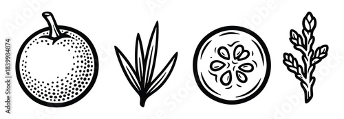 Organic food elements. Whole citrus fruit. Single leaf. Cucumber cross-section. Herb sprig vector.