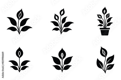 Peace lily plant icons, distinctive spathe, leaf forms, botanical decoration, tropical flower set.
