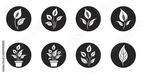 Peace lily plant icons, tropical flower, potted houseplant designs, spathe leaf symbol, indoor plant.