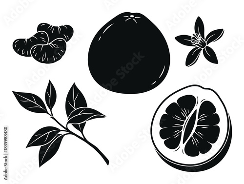 Pomelo fruit and blossom set. Healthy citrus fruit with leaves and peeled segments. Organic plant.
