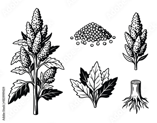 Quinoa plant and seeds vector black and white illustration set. healthy gluten-free grain traditional crop