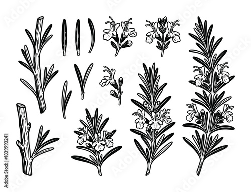 Rosemary herb isolated. Rosemary leaves and flowers outline. Rosemary spice graphic element. Herbal ingredient.