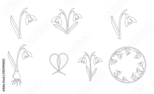 Snowdrop flower vector line drawings. Blooming snowdrop elements. Botanical spring flower set.