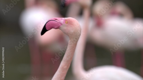 Portrait of a Greater Flamingo cleaning looking and cleaning