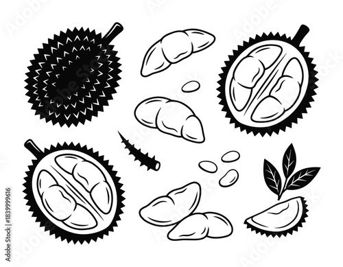 Tropical fruit durian whole, cut open, and individual pieces with leaves vector graphic