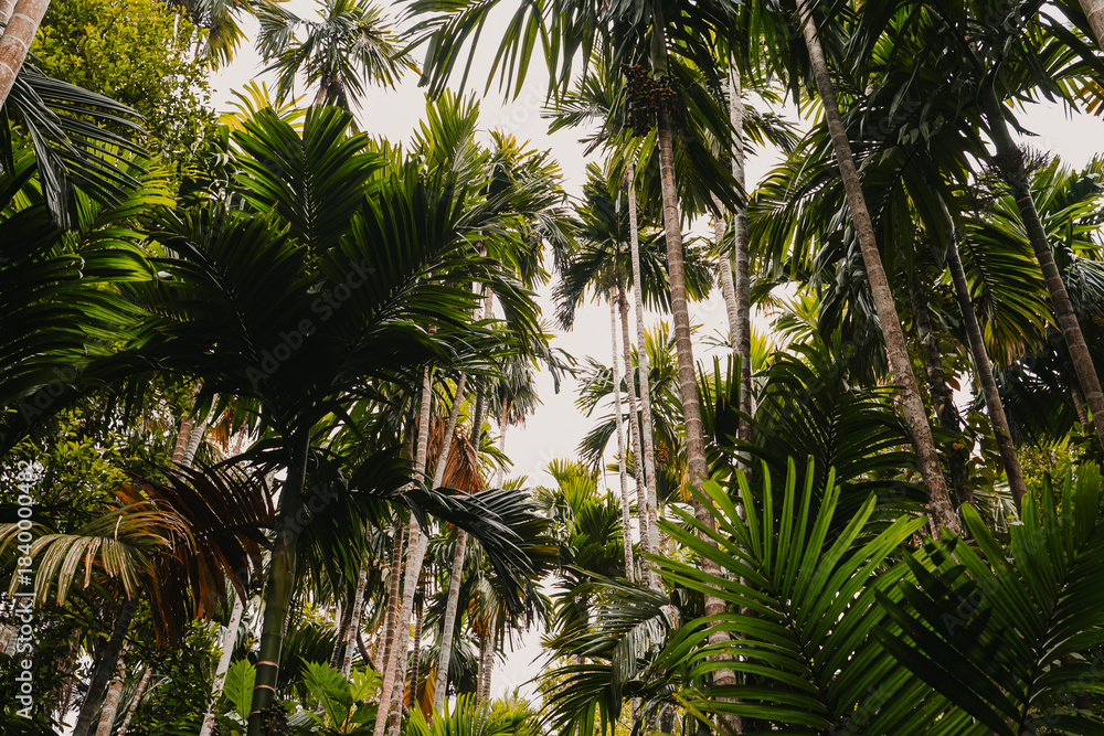 Obraz premium Lush tropical jungle vegetation from below Upward view of lush tropical jungle vegetation with palm leaves and tall trees creating a dramatic rainforest scene.