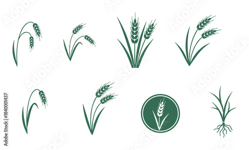 Wheat icon set. Grain plant collection. Cereal crop symbol. Farm element design