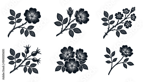 Wild rose elements set. Flower, branch, leaves, hips, and thorns. Botanical illustration. Silhouette design. Nature.