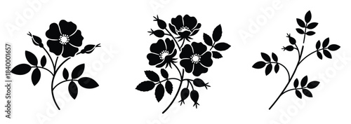 Wild rose flowers with buds leaves. Black silhouettes of rosehip elements. Natural botanical shapes.