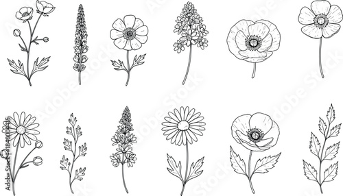 Elegant hand-drawn wildflower botanical illustration collection, delicate floral line art drawings for design, vintage nature elements, plants leaves and flowers