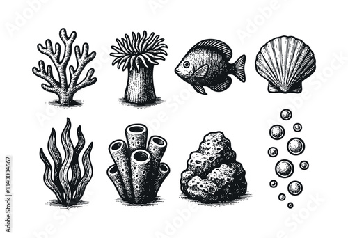 A collection of hand-drawn vintage style marine life elements including coral, fish, shell, anemone, seaweed, sponge, rock, and bubbles in black and white etching art — stock vector.