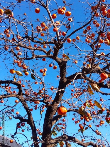 Wallpaper Mural 冬の農家の庭に放置された柿の木 Torontodigital.ca