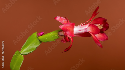 Striking Red Christmas Cactus Flower and Green Stem against Warm Brown Background