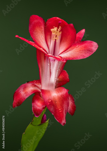 Vivid Red and White Schlumbergera Flower Vertical Shot on Dark Green