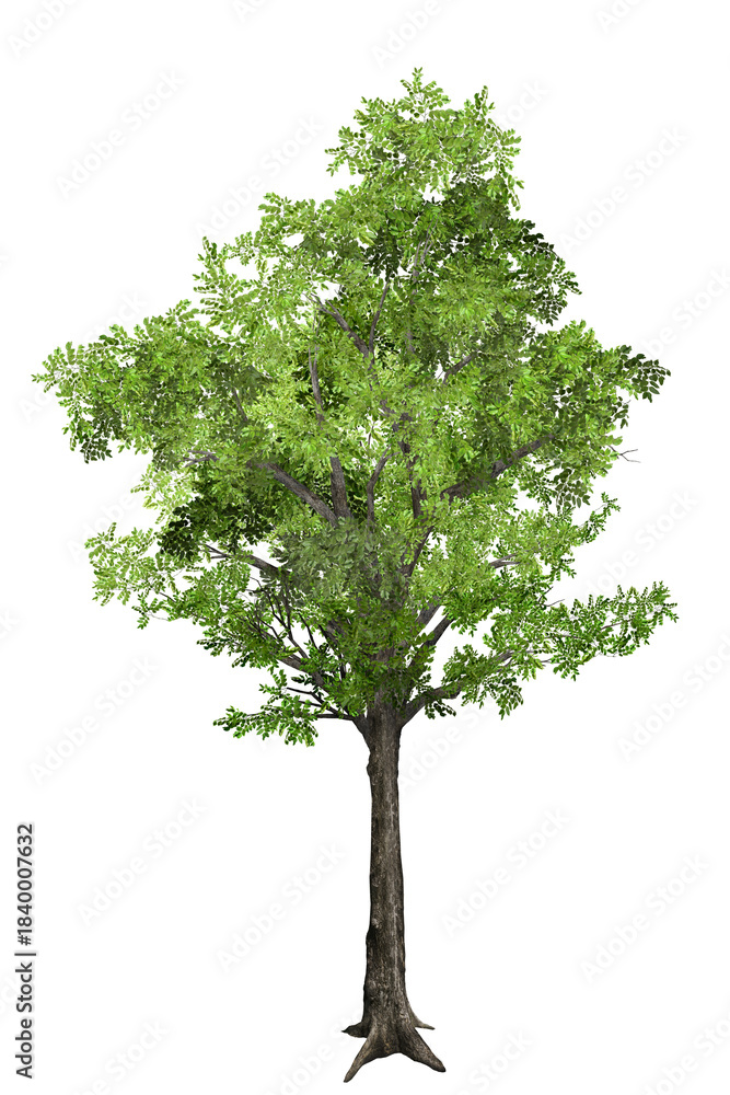 Fototapeta premium tree isolated on white background