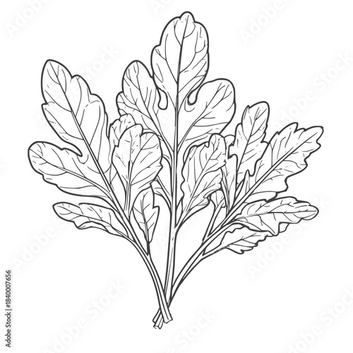 Arugula leaves and beet tops, black and white sketch. Vector illustration. Set of kitchen herbs and spices, seamless border pattern isolated on a white background35