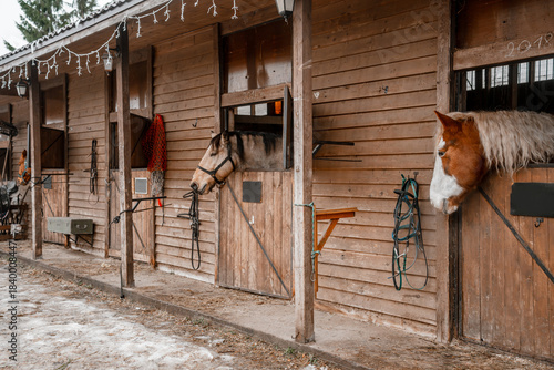 A beautiful horse stands in a paddock with a wooden fence on a farm in winter. Agriculture and livestock. Horse care.