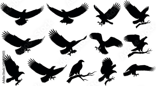 flavector eagle silhouette set – 12 poses of flying, landing, and perching birds with detailed wings