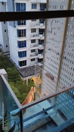 Malaysia - Bangi, January 30, 2025 The cat is stuck on the balcony trying to go home on the other side. Vertical