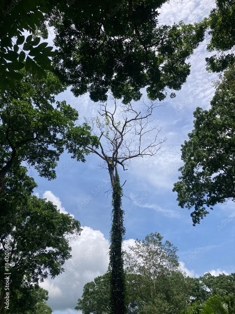 Fototapeta premium Bare Tree Branch Surrounded by Lush Green Foliage