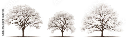 Winter's Embrace: An artistic rendering captures three majestic trees in their winter dormancy, their bare branches etched against the stark canvas of the season, showcasing the stark beauty.