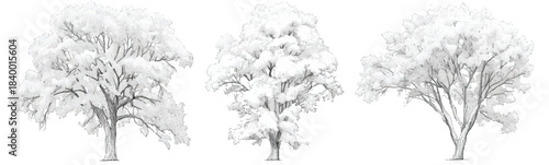 Monochromatic Tree Trio: Three majestic trees stand in serene isolation, their silhouettes against the clear sky, evoke feelings of calm and simplicity.