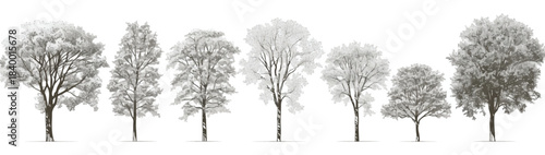Silhouettes of Serene Trees: This image captures a collection of elegant tree silhouettes, Each silhouette reveals the intricate patterns of the branches and leaves, conveying a sense of serenity.