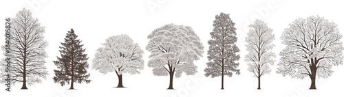 Diverse Tree Collection: A series of trees, showcasing a variety of shapes, sizes, and textures, creating a striking collection to enhance your design and visual projects.