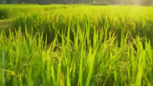 Green rice field sunlight