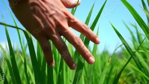 Hand touches green grass