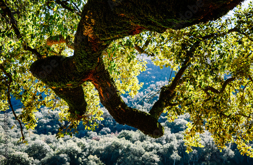 Beautiful details of the Ain Drahem forest in Tunisia