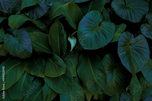 Leaf wall, plant wall, natural green wallpaper and background, nature wall, g...