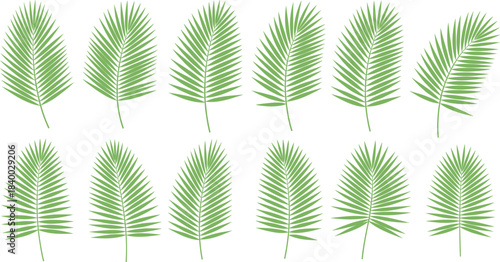 Vector collection of various green tropical palm tree leaves and fronds in different shapes and angles, ideal for summer, nature, and jungle-themed designs