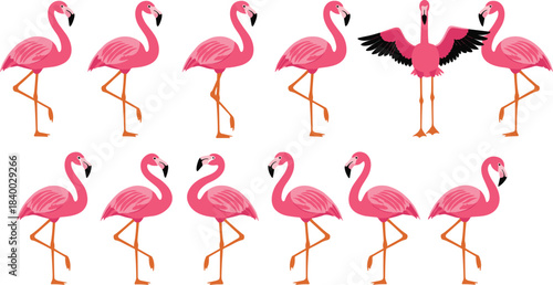 Collection of pink vector flamingos standing and flying in various dynamic poses, perfect for tropical, summer, party, and exotic vacation-themed designs