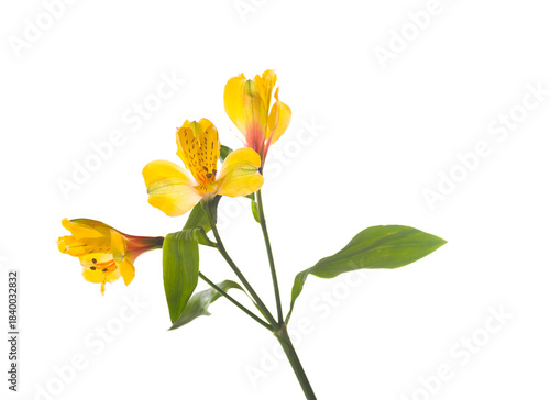Flowers yellow beautiful macro like  isolated on white