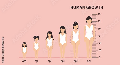 A visual representation of human growth, showcasing the development stages of a female from childhood to adulthood with a height chart