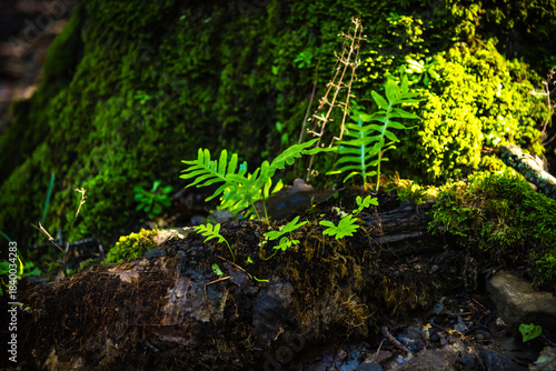 Beautiful details of the Ain Drahem forest in Tunisia